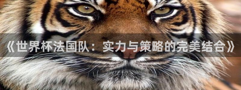 世界杯亚洲区预选赛:《世界杯法国队:实力与策略的完美结合》